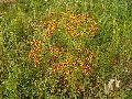 Golden Tickseed / Coreopsis tinctoria